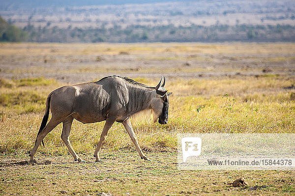 Gnu-Antilope zu Fuss unterwegs  auf Safari in Kenia