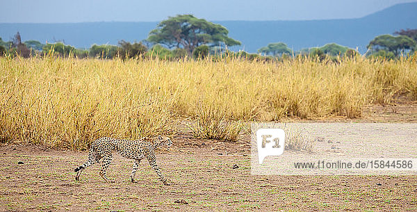 ein Geparden geht ins Grasland in Kenia