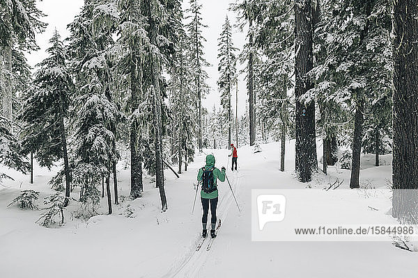 Two cross country skiers on a trail near Mt. Hood in Oregon.