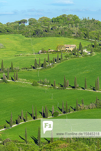 Von Zypressen gesäumte kurvenreiche Straße durch die toskanische Landschaft  Val d'Orcia  Toskana  Italien