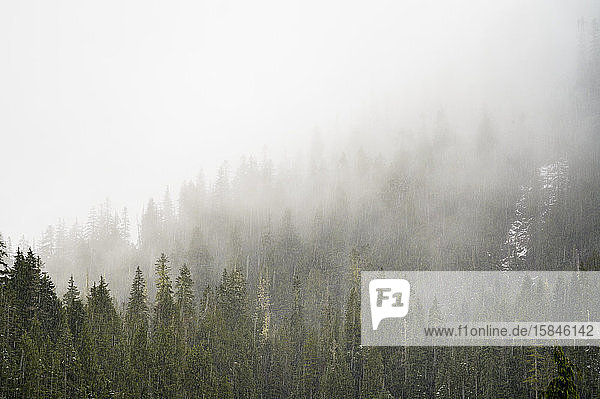 Foggy Mountain Trees With Snow Falling
