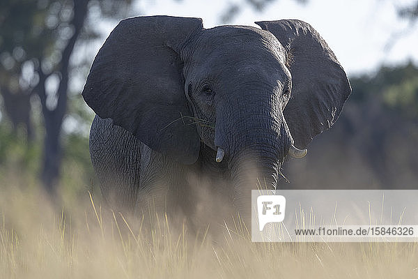 Bild auf Bodenhöhe eines Elefanten  der in unsere Richtung schaut