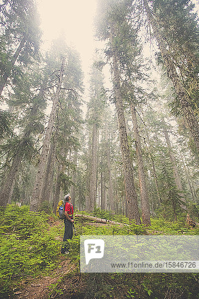 Hiker looks up at stunning forest in awe.