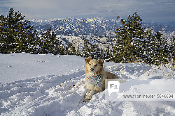 Cute Dog Laying Down In The Snow On A Mountain Top