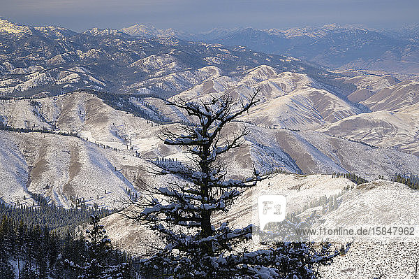 Dunkle Baumsilhouette mit schneebedeckten Bergen in der Ferne