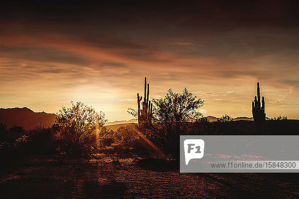 Warmer Sonnenuntergang in der Wüste