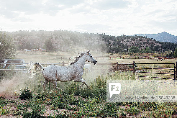 Horse running in round pen with dust and weeds