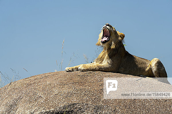 a yawning lion is resting in the sun on a rock