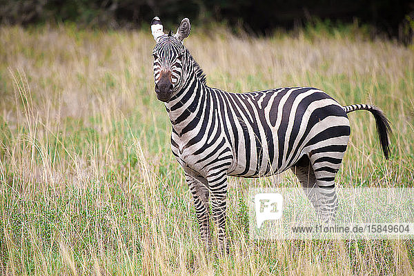 Zebra steht im Grasland in Kenia