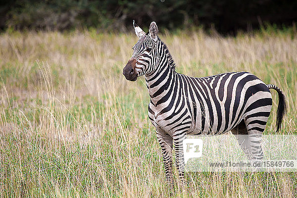 Zebra steht in der Savanne von Kenia
