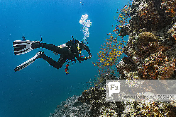 scuba diver exploring the great barrier reef in Australia