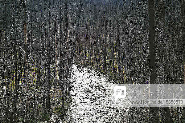 Fluss fließt durch einen Wald aus verbrannten Bäumen