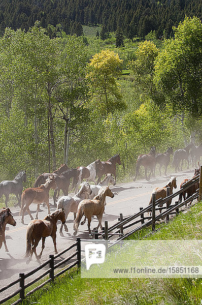 A team of horses and donkeys run down a road in the countryside