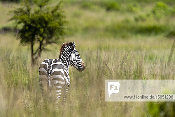 ein Zebra steht im hohen Gras und schaut in unsere Richtung