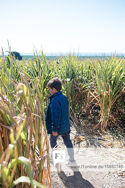 Boy wearing blue jacket walking around a corner in a corn maze