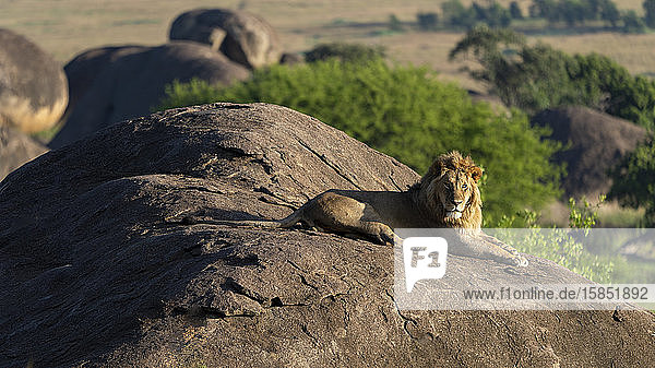 ein junger männlicher Löwe genießt die Morgensonne von einem Felsen aus