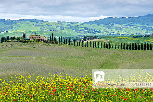 Agritourismo di Poggio Covili  Castiglione d'Orcia  Val d'Orcia  Toskana  Italien