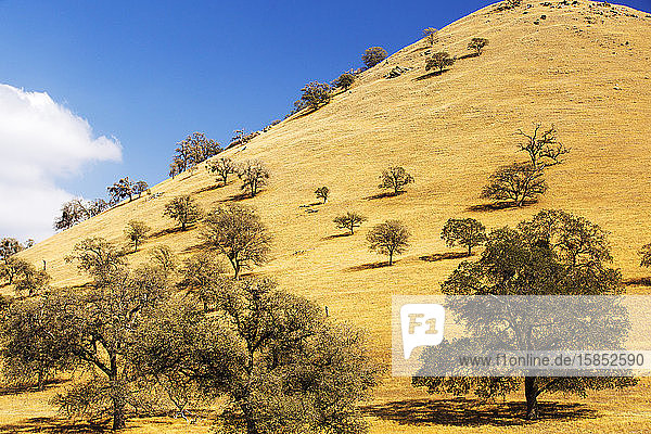 Drought killed trees near Tehachapi Pass in California's four year long drought USA.