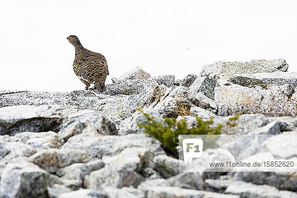 A grouse with chicks is seen in the alpine.