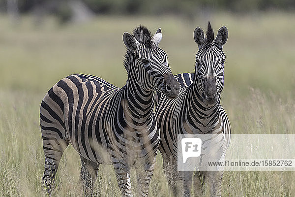 zwei Zebras unter der Sonne in der Savanne  Blick in unsere Richtung
