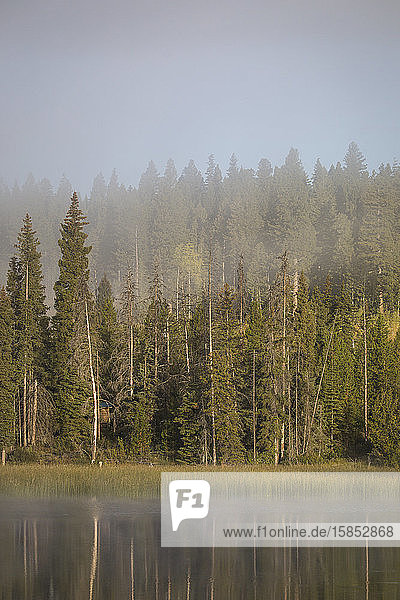 Kiefernwald spiegelt sich in ruhigem See wider