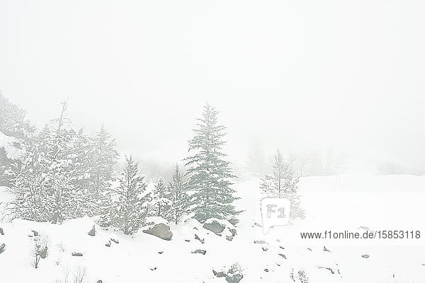 Pine Trees in Snowy Landscape