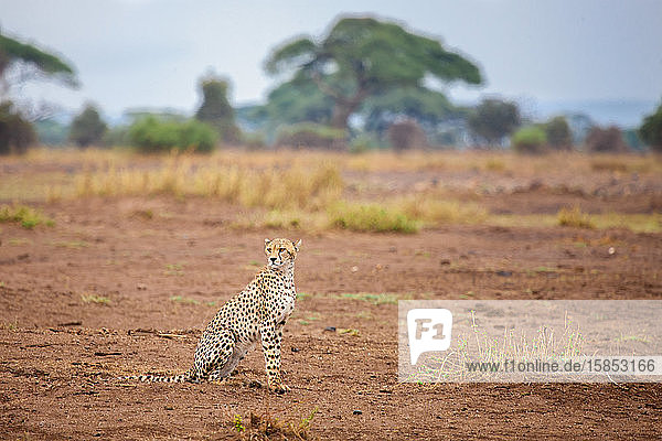 Junger Gepard sitzt in der Savanne  Safari in Kenia