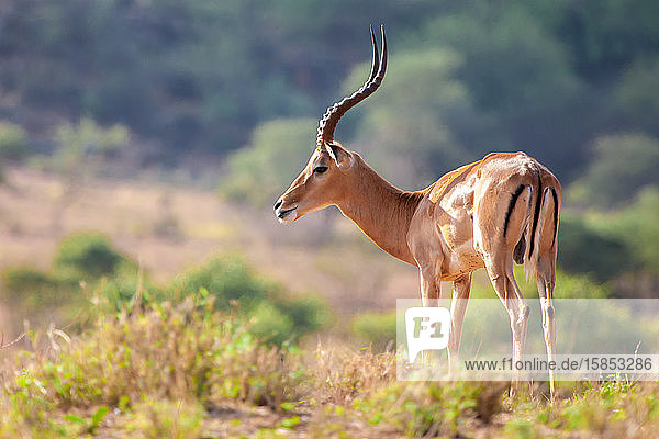Eine Antilope steht  Safari in Kenia