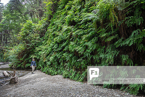 Hiker by a wall of five-finger ferns  Adiantum pedatum  in Fern Canyon  Prairie Creek Redwoods State Park