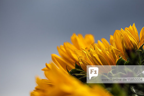 Sonnenblumenstrauß Seitenansicht