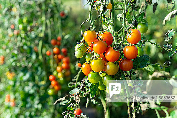 Erbstückreife  farbenfrohe Bio-Tomaten am Weinstock
