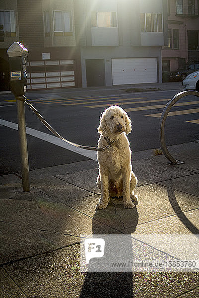 Ein Hund mit blondem Fell sitzt auf dem Bürgersteig in der Sonne.