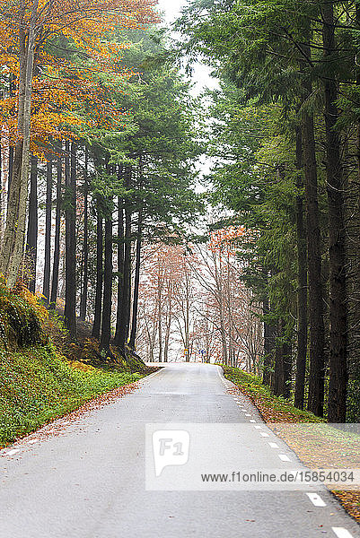 Blick auf die Asphaltstraße im schönen Herbstwald an einem nebligen Tag.