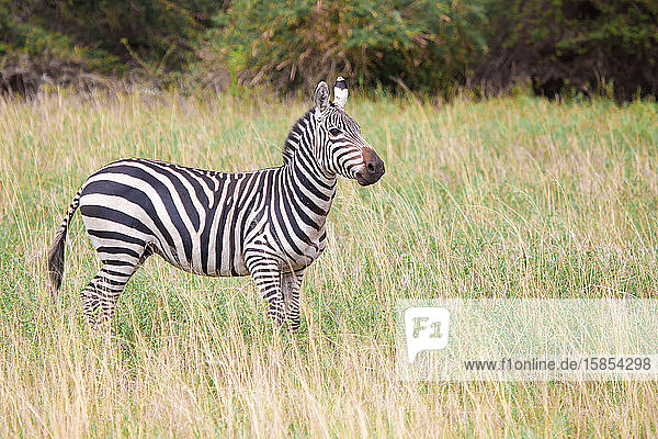Zebra im Grasland in Kenia  auf Safari
