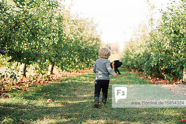 Toddler boys running through an apple orchard.