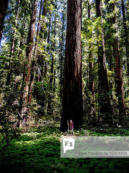 Young boy standing in clover field in front of redwood in the forest