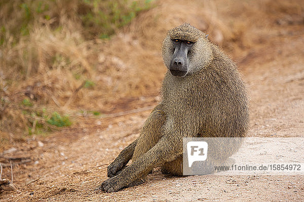Affe sitzt auf der Straße  Pavian  auf Safari in Kenia