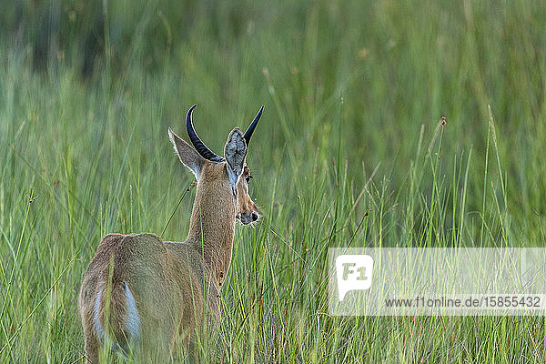 Am frühen Morgen steht eine Antilope inmitten hoher grüner Gräser