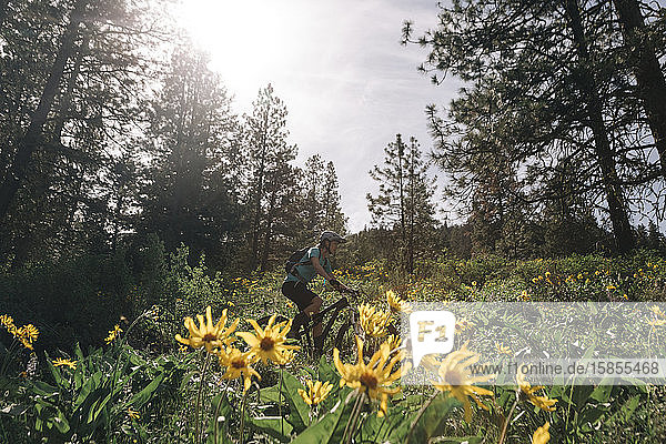 A young woman rides her bike through sunflowers in Winthrop  WA.