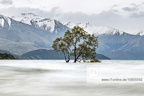 Überschwemmte Bäume und schneebedeckte Berge am Lake Wanaka Neuseeland