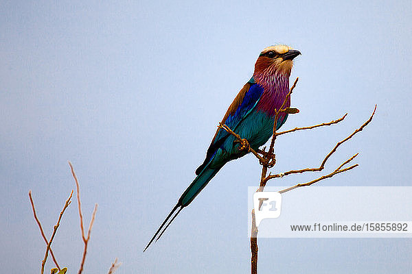 Bunter Vogel auf dem Baum  Kenia