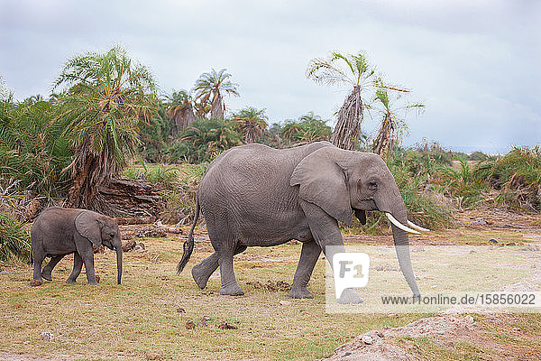 Elefanten gehen über die Straße  auf Safari in Kenia