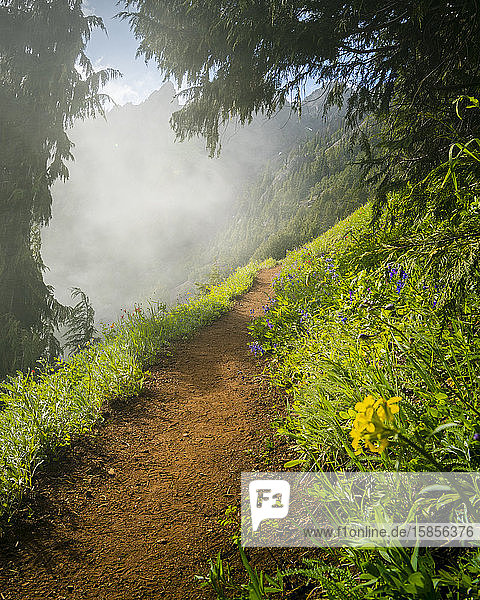 A Forest Hiking Trail in Summer