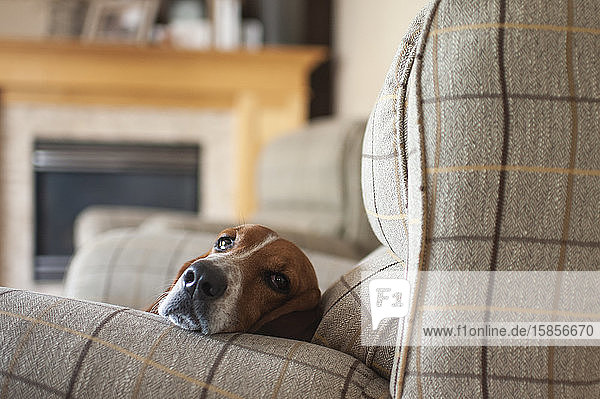 Basset-Hundehund entspannt sich zu Hause in einem großen karierten Stuhl