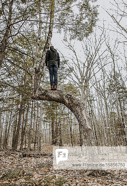 man stands alone balancing high in gnarled tree in a forest in maine
