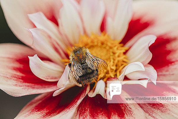 Nahaufnahme einer Biene auf rosa  weissen und gelben Dahlienblüten