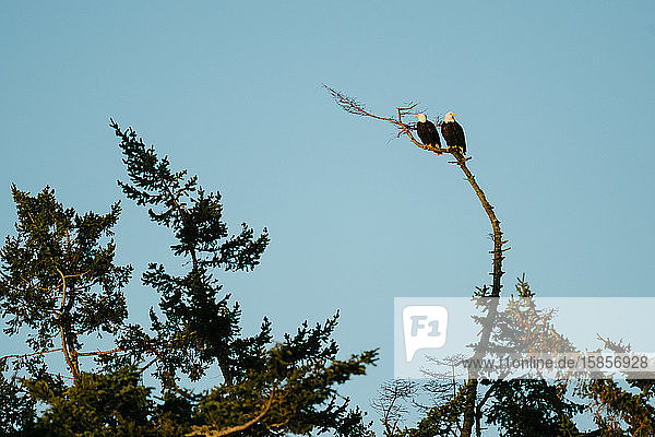 Ein Paar erwachsene Weißkopfseeadler  die zusammen auf einem kahlen Ast sitzen