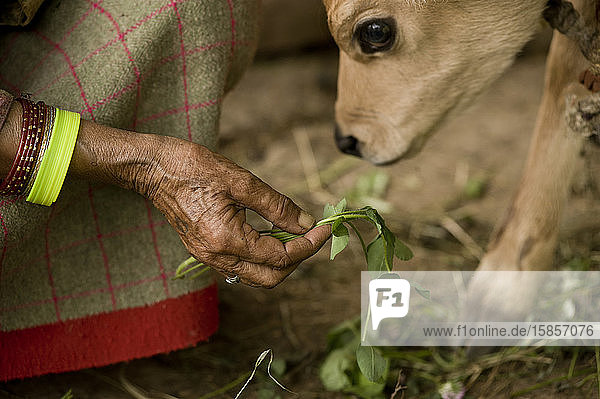 Alte Kullu-Dame füttert Kalb im Garten ihres Hauses