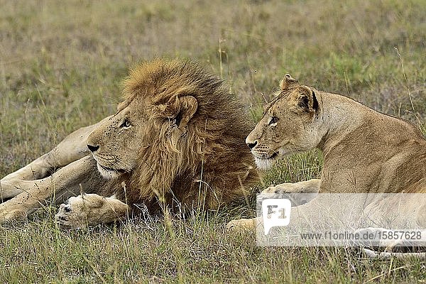 A male & female lion rest on the savannah