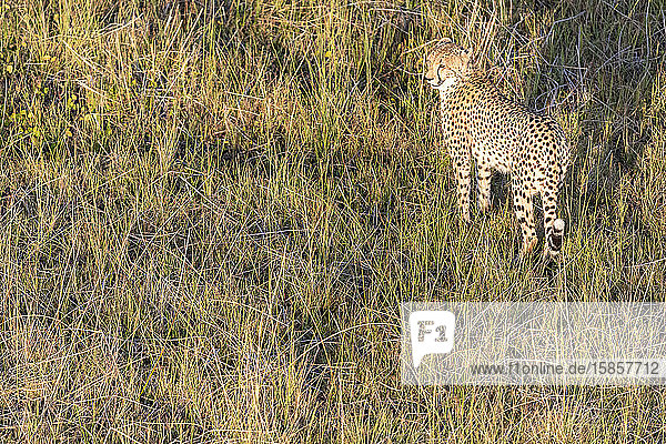 Aerial view of a cheetah walking in the grass  in the morning light